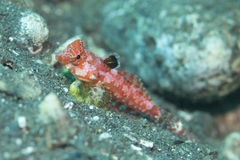 Synchiropus