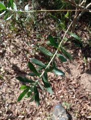 Baccharis dracunculifolia
