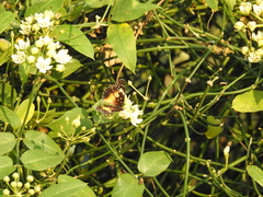 Chlosyne lacinia adjutrix