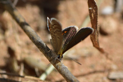 Freyeria trochylus