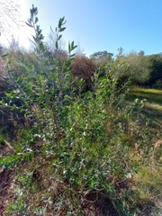 Baccharis dracunculifolia