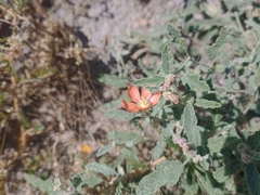 Sphaeralcea hastulata