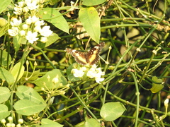 Chlosyne lacinia adjutrix