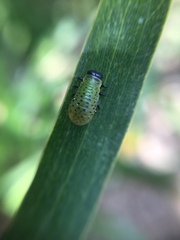 Dicranosterna semipunctata