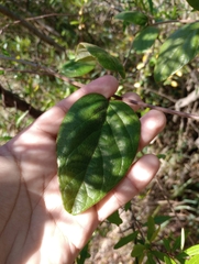 Stigmaphyllon bonariense