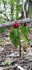 Trillium