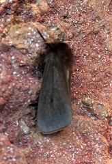 Phragmatobia