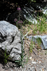 Boechera californica