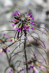 Boechera californica