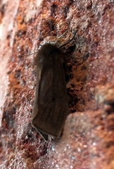 Phragmatobia