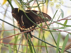 Papilio ornythion ornythion