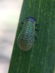 Dicranosterna semipunctata