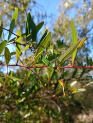 Sebastiania schottiana