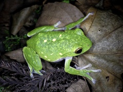 Zhangixalus schlegelii
