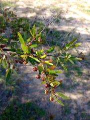 Sebastiania schottiana