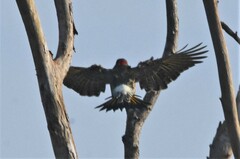 Colaptes auratus luteus