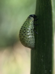 Dicranosterna semipunctata