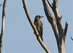 Colaptes auratus luteus