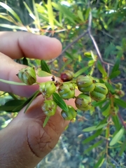 Sebastiania schottiana