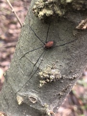 Leiobunum