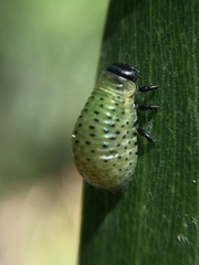Dicranosterna semipunctata