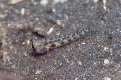 Gnatholepis