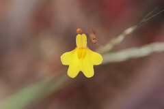 Utricularia chrysantha