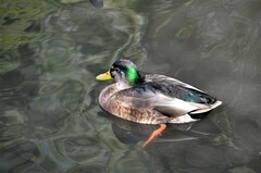 Anas rubripes × platyrhynchos