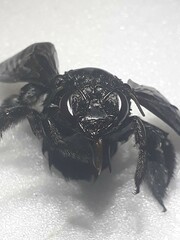 Xylocopa frontalis