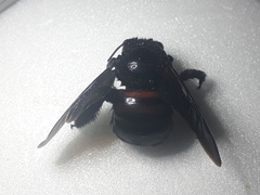 Xylocopa frontalis
