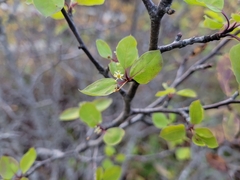 Ilex mucronata
