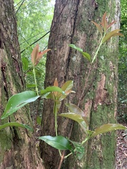 Eugenia brasiliensis