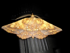 Garaeus specularis