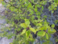 Ilex mucronata