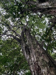 Eugenia brasiliensis