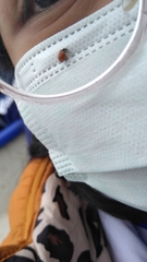 Cycloneda emarginata