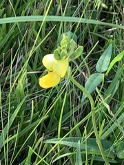 Vigna luteola
