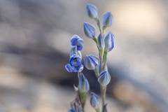 Thelymitra megcalyptra
