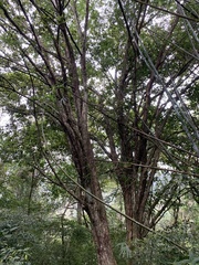 Eugenia brasiliensis