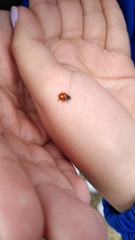 Cycloneda emarginata