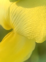 Vigna luteola
