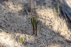 Thelymitra megcalyptra