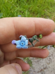 Cynoglossum australe