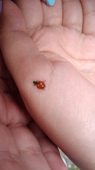 Cycloneda emarginata