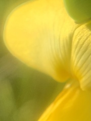 Vigna luteola