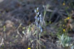 Thelymitra megcalyptra