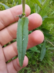 Cynoglossum australe