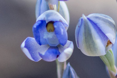 Thelymitra megcalyptra