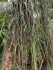 Rhipsalis lindbergiana