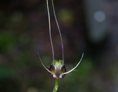 Corybas trilobus